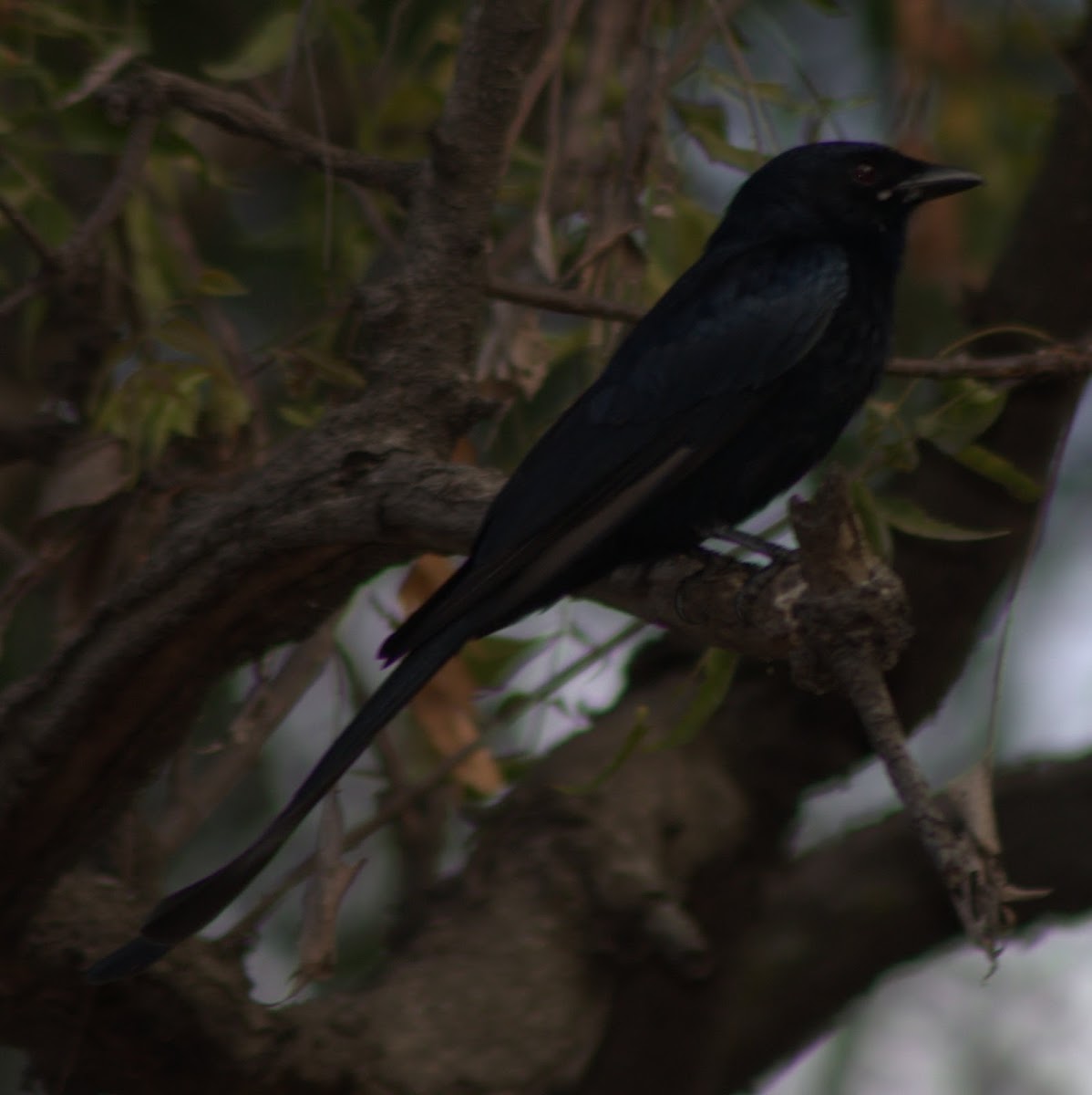 Black Drongo