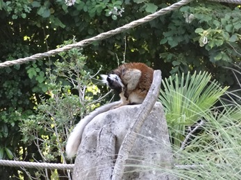 2017.06.17-068 lémurien