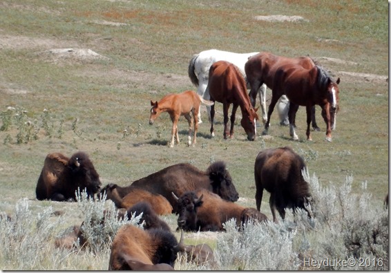 Teddy Roosevelt NP 049