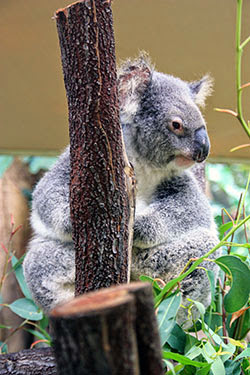 Cairns: Kuranda-buceo en la Gran Barrera-Rain Forest - AUSTRALIA: EL OTRO LADO DEL MUNDO (8)