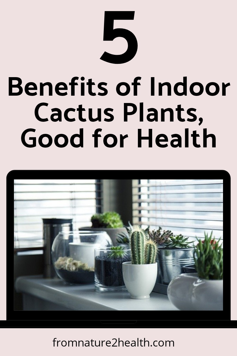 5 Benefits of Indoor Cactus Plants, Good for Health