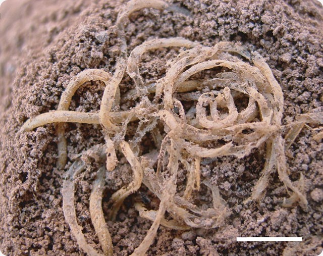 L’origine degli spaghetti è cinese, ha più di 4.000 anni.