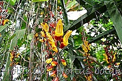 Glória Ishizaka - Hortus Botanicus Leiden - 69