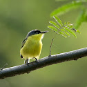 Common Tody-flycatcher