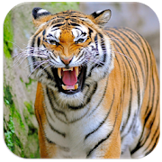 Tiger sounds  Icon