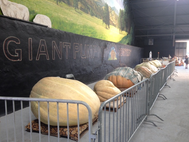 Giant Pumpkin Contest