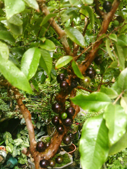 Jaboticaba... - Página 3 IMAG0275