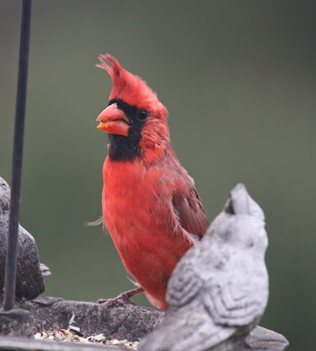 IMG_2369cardinal-2014-10-24-12-56.jpg