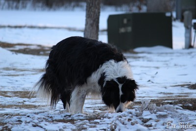 Dont eat the dirty snow