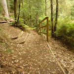 Intersection with timber steps close to Boarding House Dam in the Watagans (322523)