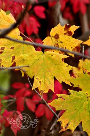 cr-red-yellow-leaves