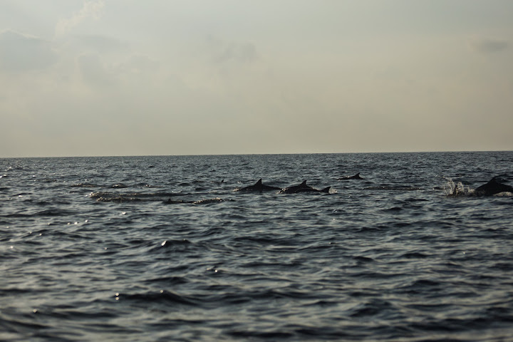 Шри-Ланка: на машине 1 100 км,  фото без комментариев, март-апрель 2013г.