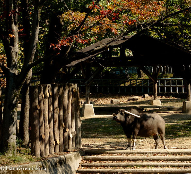 Seoul Zoo in South Korea