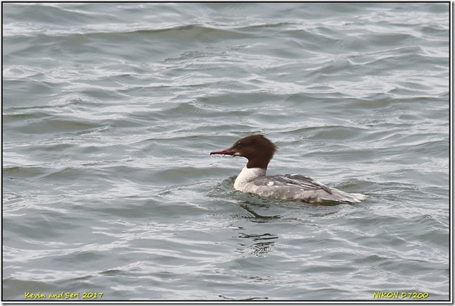 Draycote Waters - December