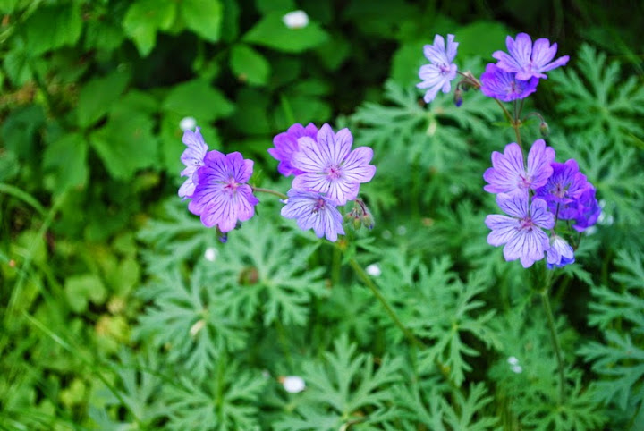 [Bild: Geranium%252520tuberosum4_20150517.JPG]