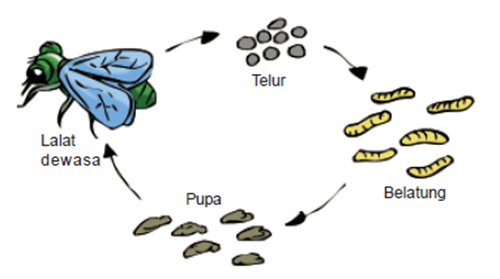 19+ Top Terbaru Gambar Metamorfosis Lalat