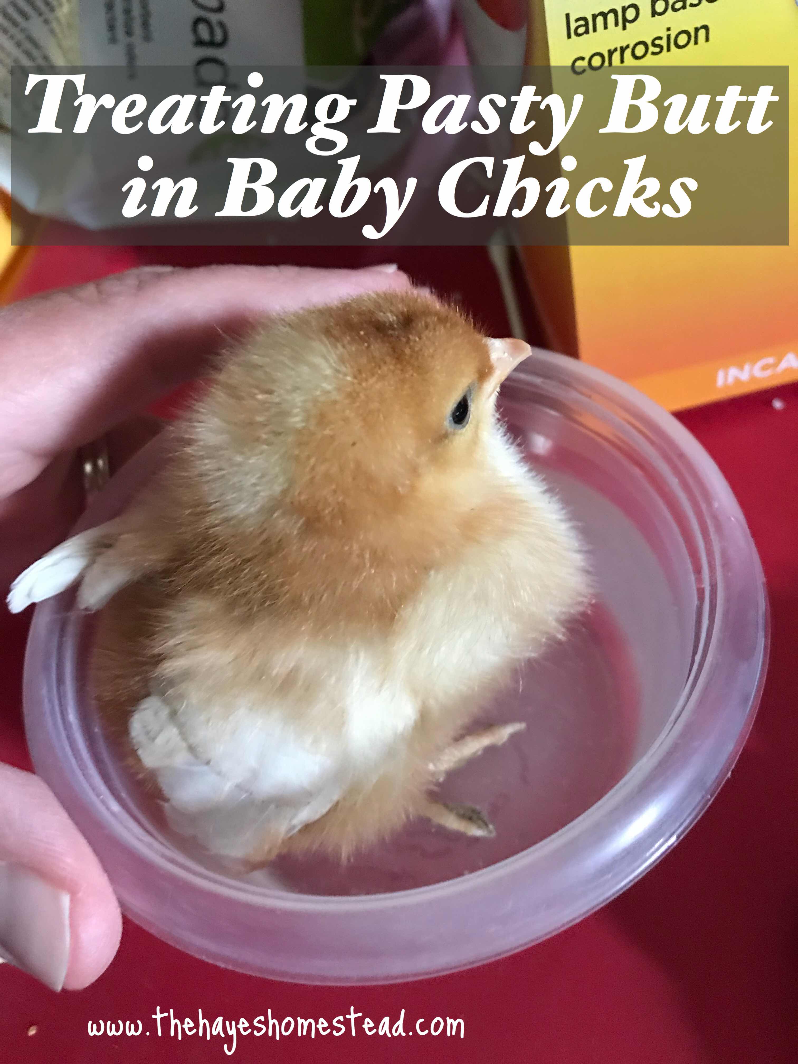 Baby Chicken Porn - My Chicken Has Poop Stuck To Her Bum | Cromalinsupport