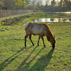 Elk