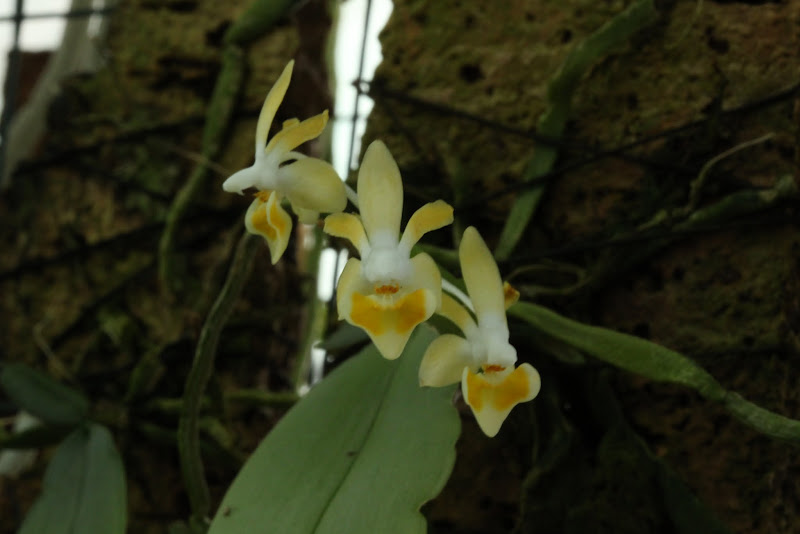 Phalaenopsis malipoensis f. aurea (étiqueté yellow) IMG_6046