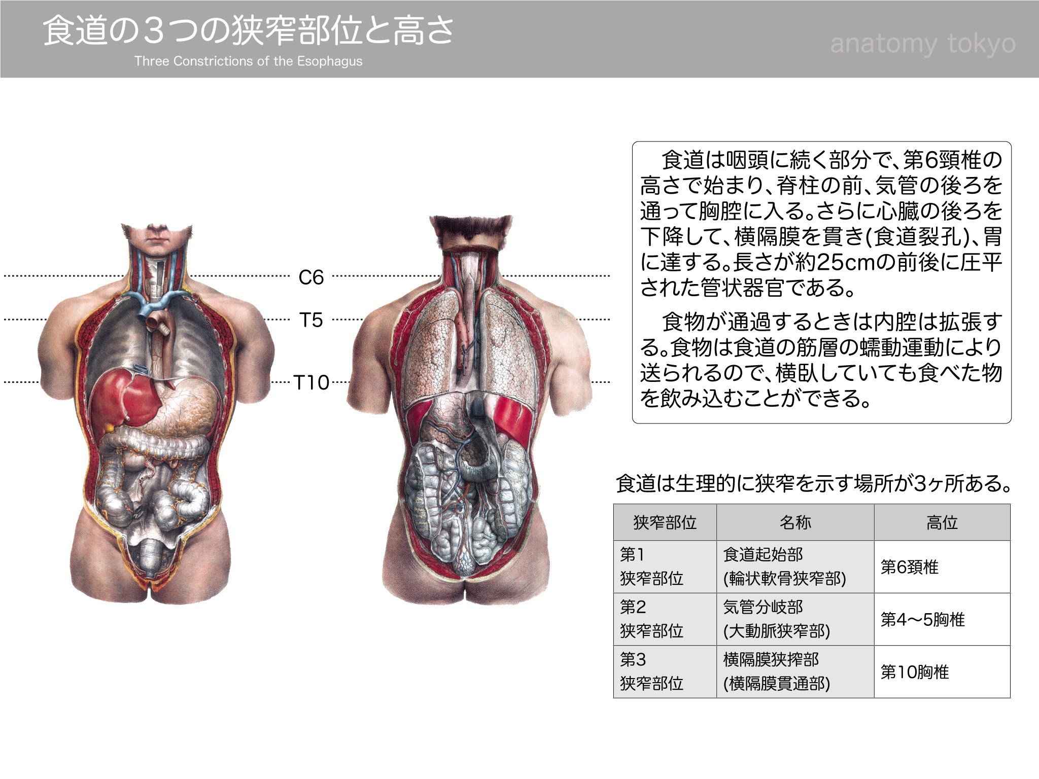 一、食管的位置与分部-基础医学-医学