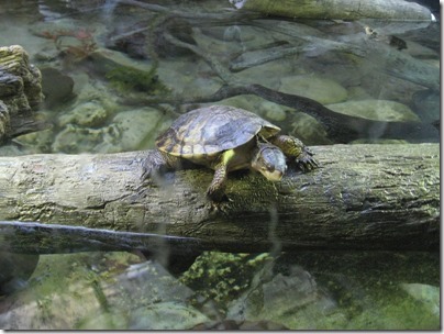 IMG_0185 Western Pond Turtle at the Oregon Zoo in Portland, Oregon on November 10, 2009