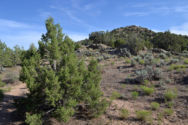 stout juniper bush beside the trail