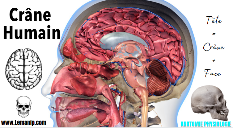 Le corps humain - modèle d'anatomie du crâne, numéroté (3 parties)