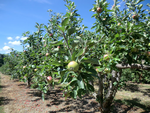 CIMG8330 Wittersham orchard in summer