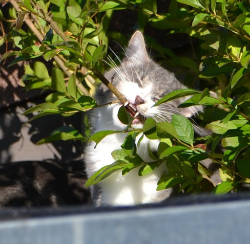 Chapi et Chapo, chatons gris et gris blanc 2 mois 1/2 - Page 2 Chapi%252520%252526%252520Chapo%2525202015-11-04%252520%2525281%252529