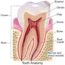 What is a mandibular nerve? - Quora