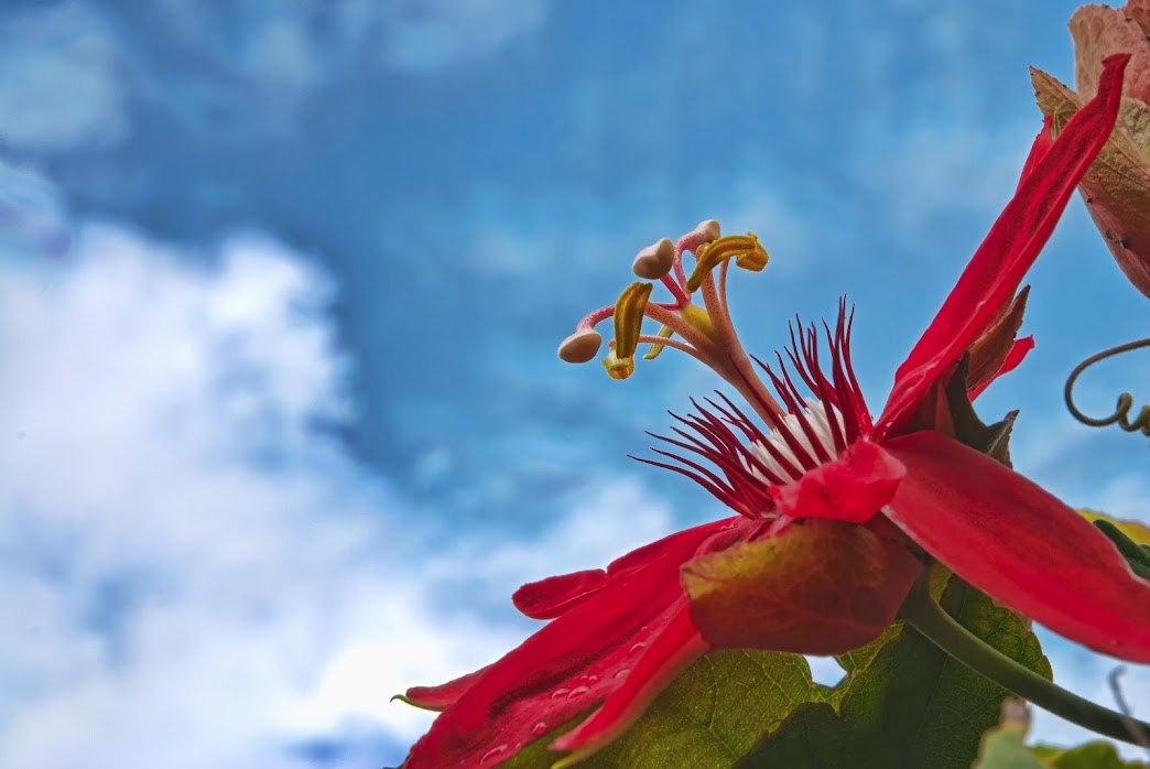 flower+hdr.jpg