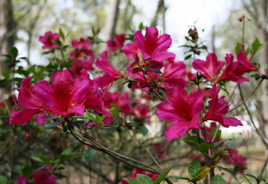 [azalea%25202%255B2%255D.jpg]