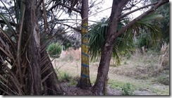 Painted tree