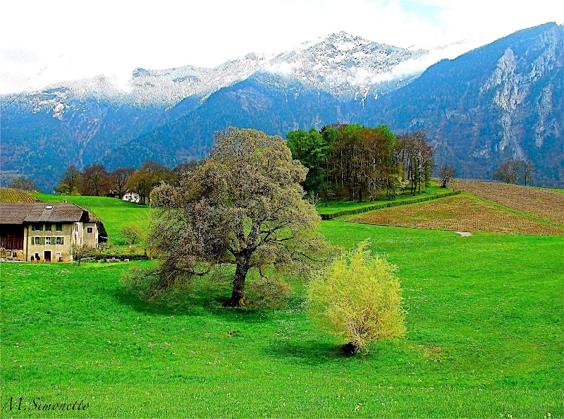 Main image of Domaine du Luissalet