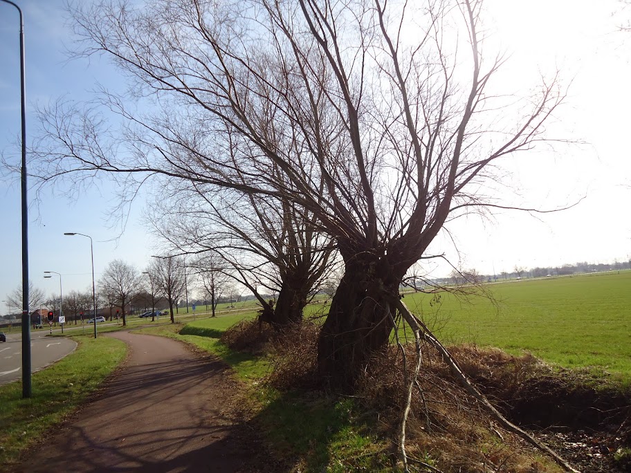 110km/80km/50km  dans le Zuid-Westhoek (NL): 9-10/03/2013 DSC06817