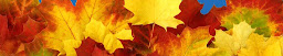 Profile cover photo