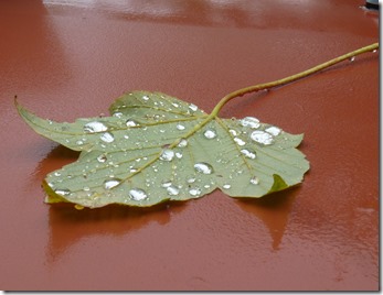 1 first autumn leaf on roof