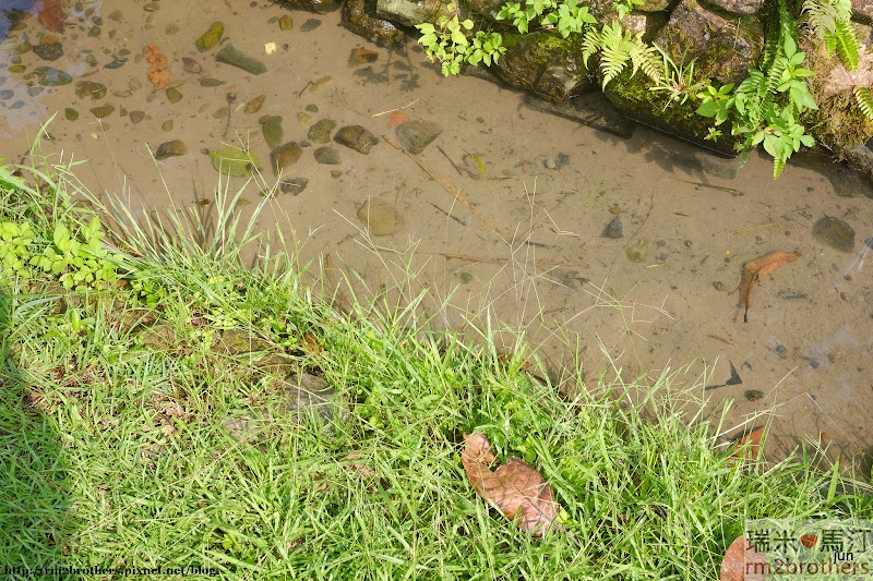 仁里茶園