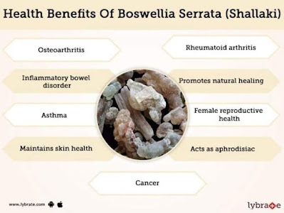 Did you know that Boswellia serrata or Shallaki is a decidous plant that is native to India which produces the fragrant resin commonly known as Indian olibanum, Indian frankincense?