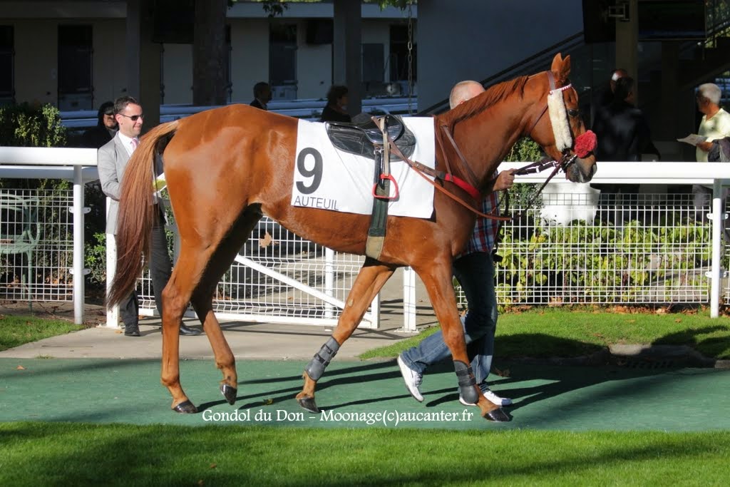 Photos Auteuil 18-10-2014 IMG_5051