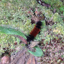 woolly bear catapillar