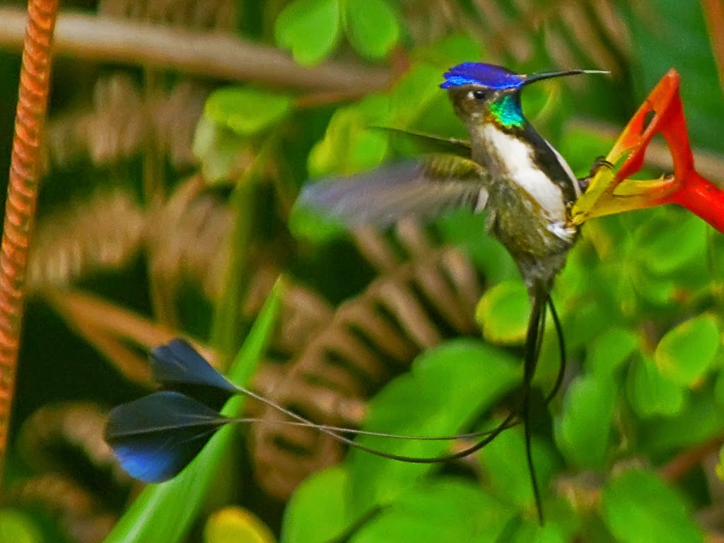 Resultado de imagen para El Colibrí Maravilloso: