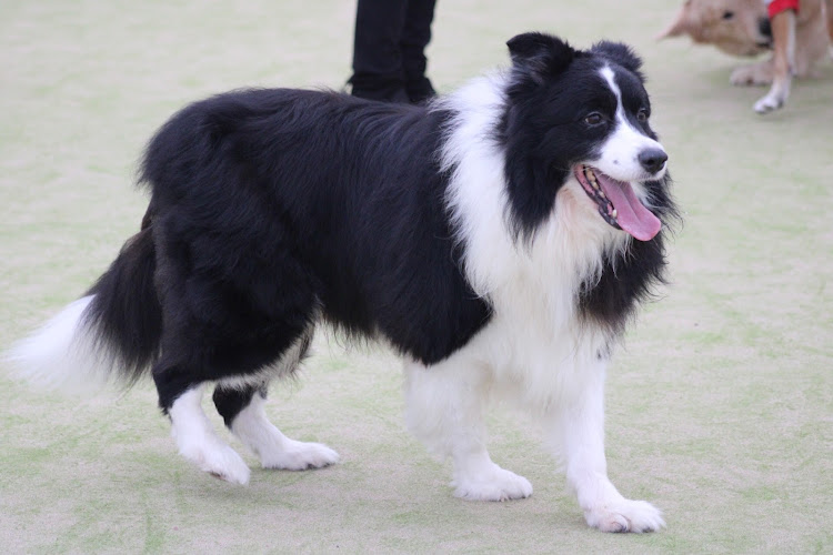 ハイエースバンのペット選手権・モノトーン・ボーダーコリー・ゴールデンレトリバー・シープー犬に関するカスタム事例の投稿画像3枚目