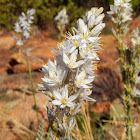 Wild Hyacinth