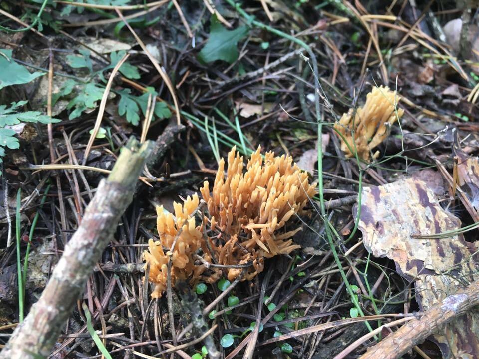 mushrooms, forest, Poland