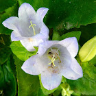 Evia Bellflower