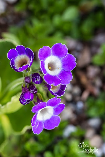 Primula auricula Wharfedale Bluebell Primula-wharfedale-bluebell-140519-138rm