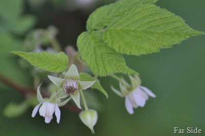 Raspberries are looking good