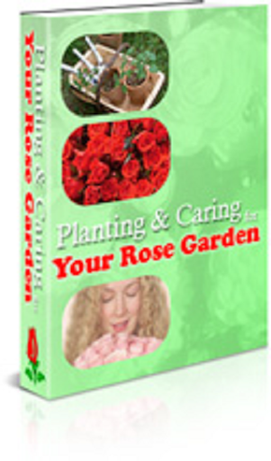 Planting Caring Rose Garden