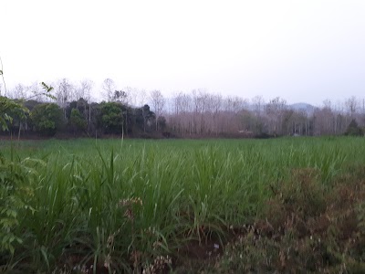 Photos of Laos Buffalo Dairy